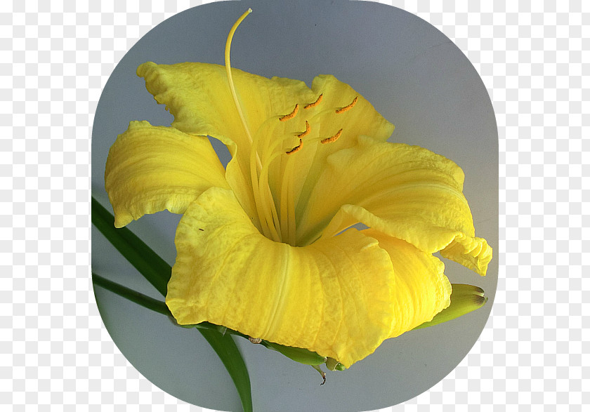 Crepe Flower Canna Petal Indian Shot Yellow PNG