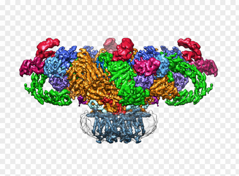 Cryogenic Electron Microscopy Max Planck Institute Of Molecular Physiology Ryanodine Receptor Membrane Protein Structure PNG