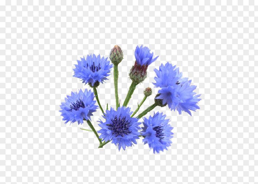 Flower Author Blue Album Мандрівникові PNG