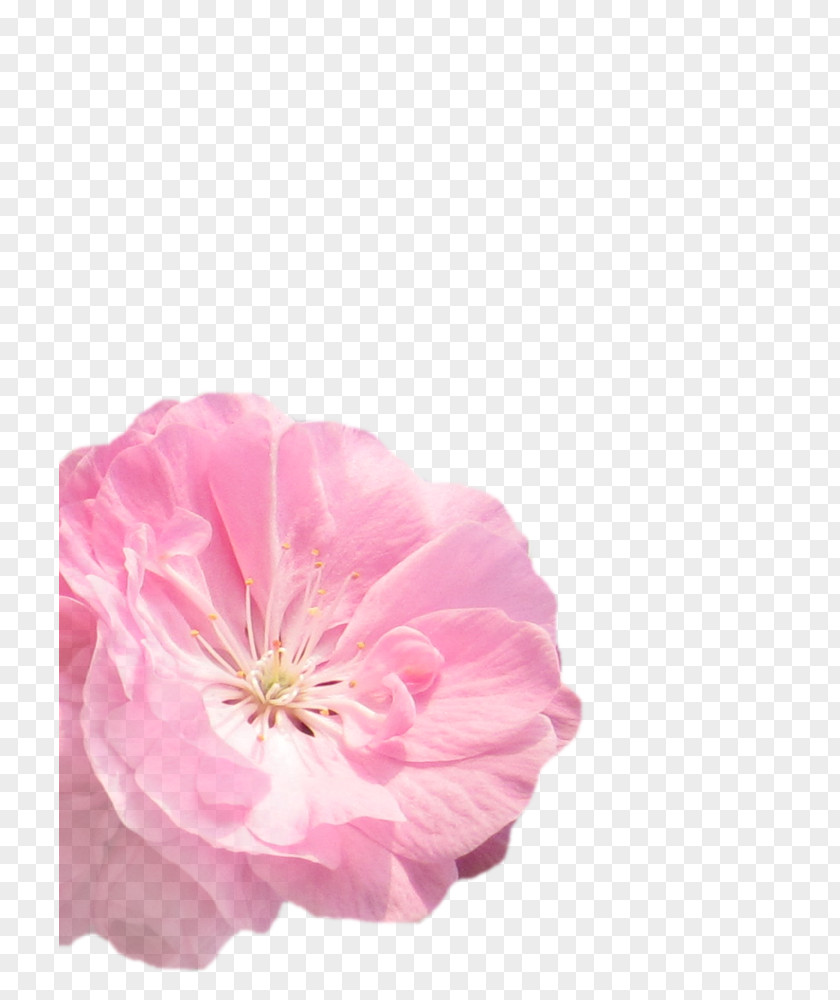 Flowers Vector Material PNG
