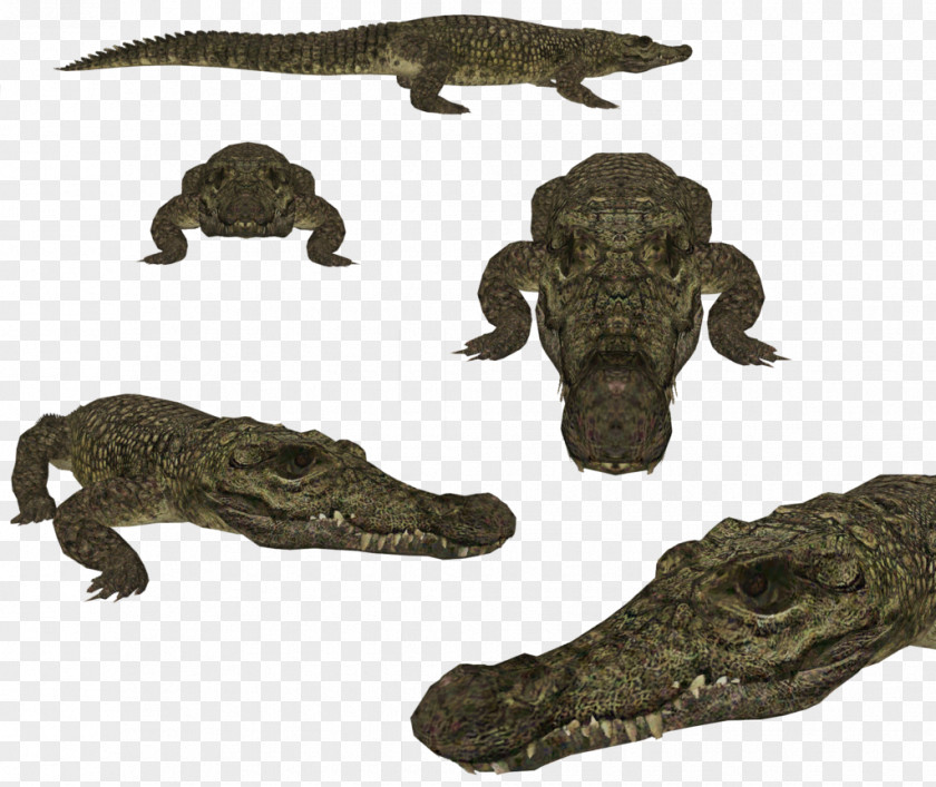 Juvenile Nile Crocodile Zoo Tycoon 2 Crocodiles American Alligator PNG