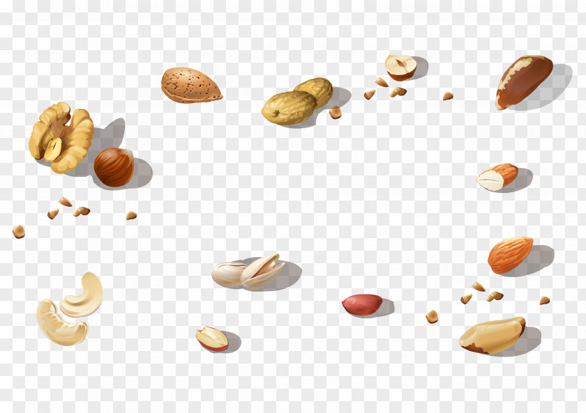 Roasted Acorn Nuts Tree Nut Allergy Vegetarian Cuisine Food Commodity PNG
