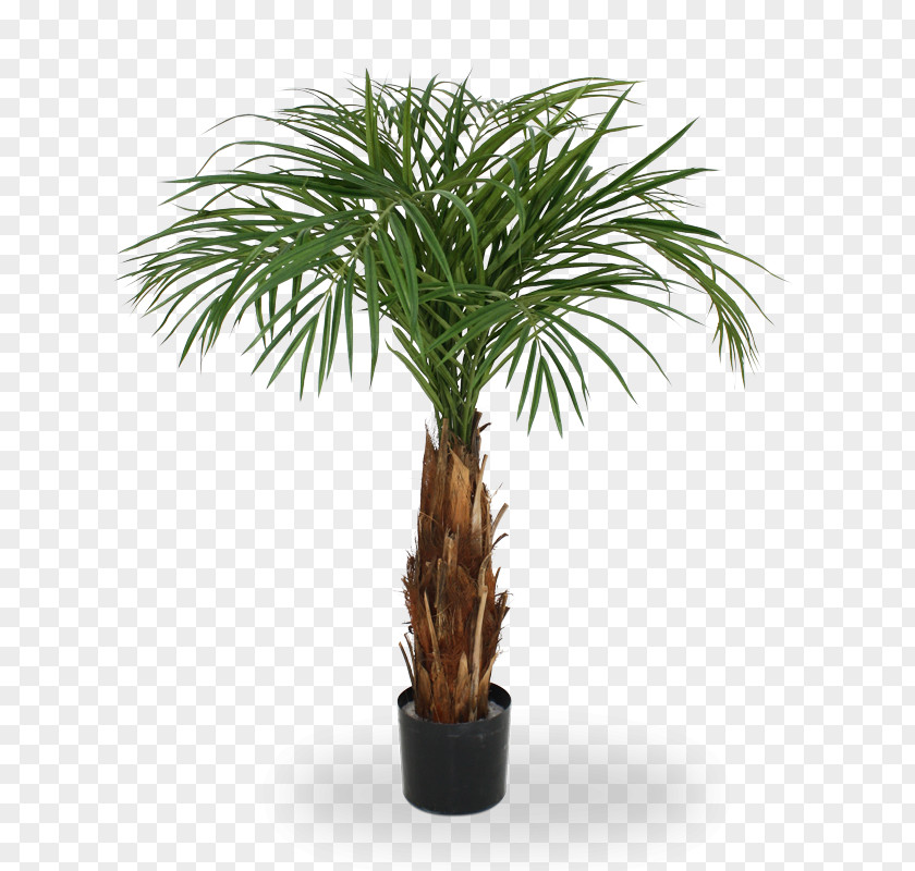 Tree Arecaceae Trachycarpus Fortunei Chamaerops Canary Island Date Palm Areca PNG