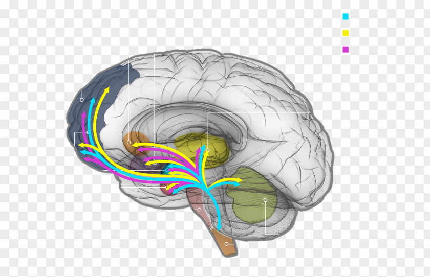 Brain Neurochemistry Neurotransmitter Neurochemical Dopamine PNG