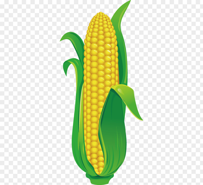 Corn Maize Drawing Illustration PNG
