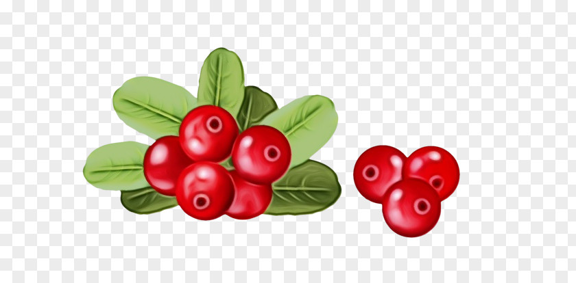 Currant Superfruit Berry Lingonberry Fruit Plant Red PNG