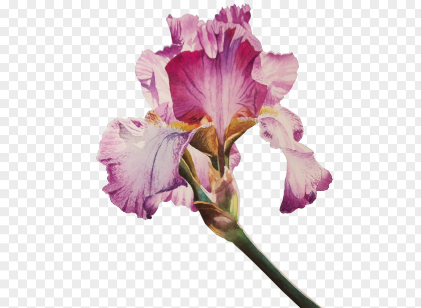 Flower Irises Poppy Clip Art PNG