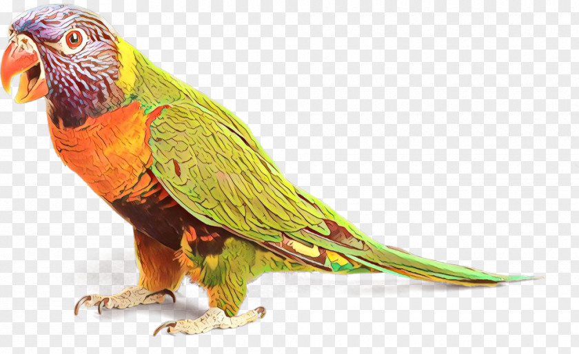 Macaw Loriini Parakeet Beak Feather PNG