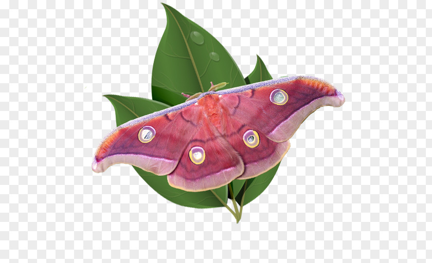 Moth Butterfly Insect Pollinator Invertebrate PNG