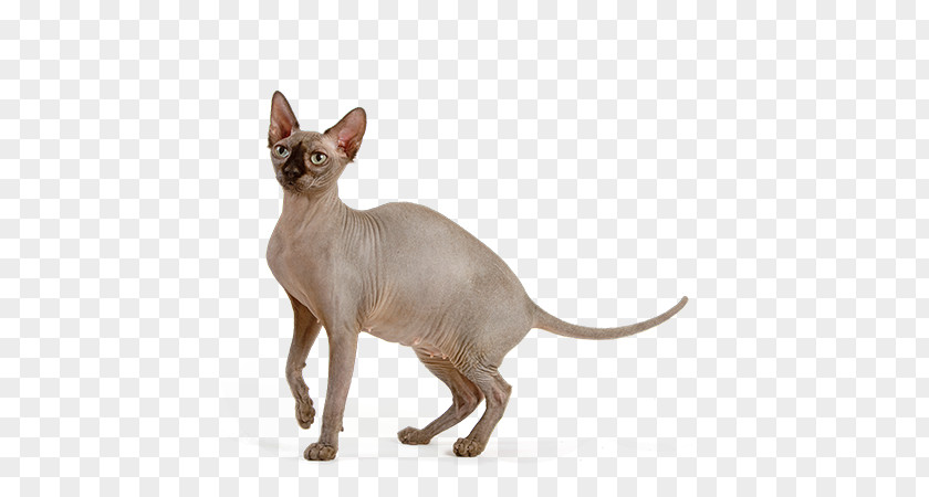 Sphynx Cat Peterbald Donskoy Devon Rex Javanese PNG