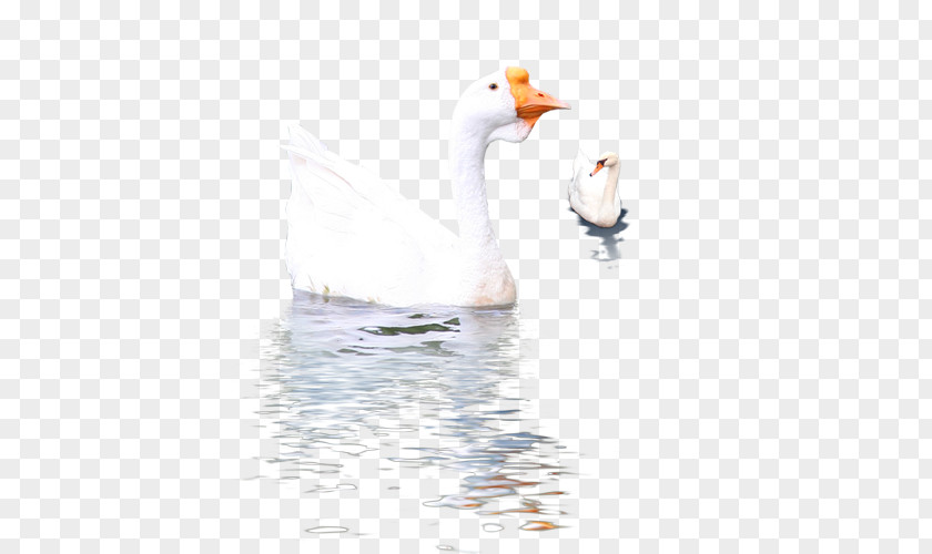 Swan Goose Cygnini Duck Bird PNG