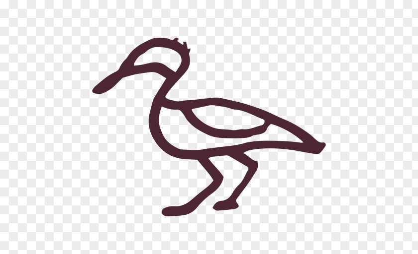 Bird Duck Goose Graphics Mallard PNG