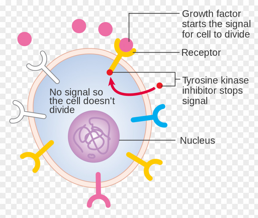 Eukaryotic Cell Growth Factor Diagram Tyrosine-kinase Inhibitor Receptor Tyrosine Kinase PNG