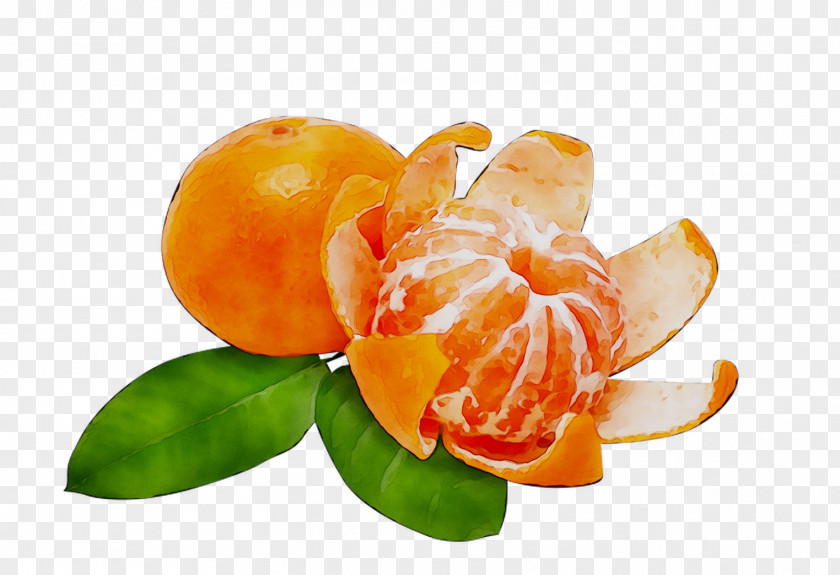 Mandarin Orange Tangerine Grapefruit Tangelo PNG