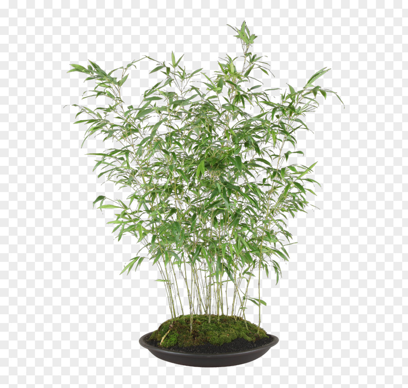 Plum Blossom Bonsai Houseplant Flowerpot Plants Artificial Flower Shrub PNG