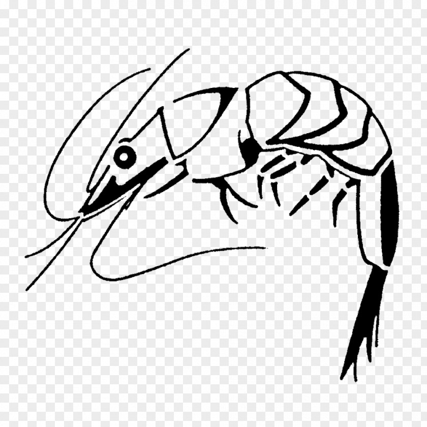 Rubber Stamp Insect Drawing Line Art Clip PNG