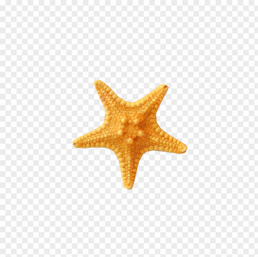 Starfish Freshfood Box Paper Restaurant Hotel PNG