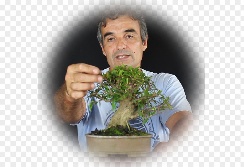 Tree Bonsai Flowerpot Herb PNG