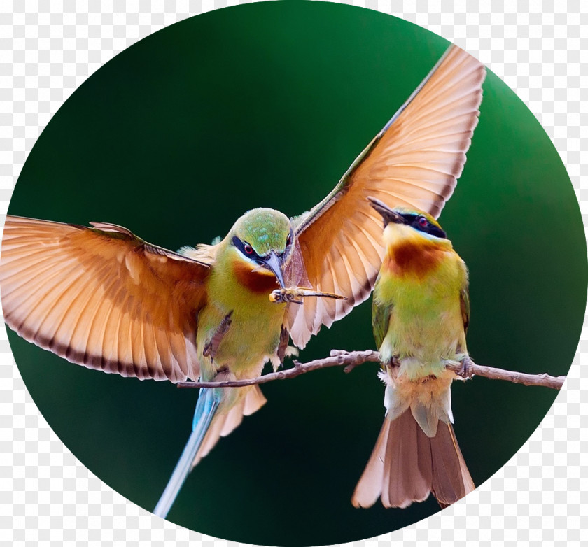 Birds And Insects Bird Desktop Wallpaper IPhone 4S Flight IPad PNG