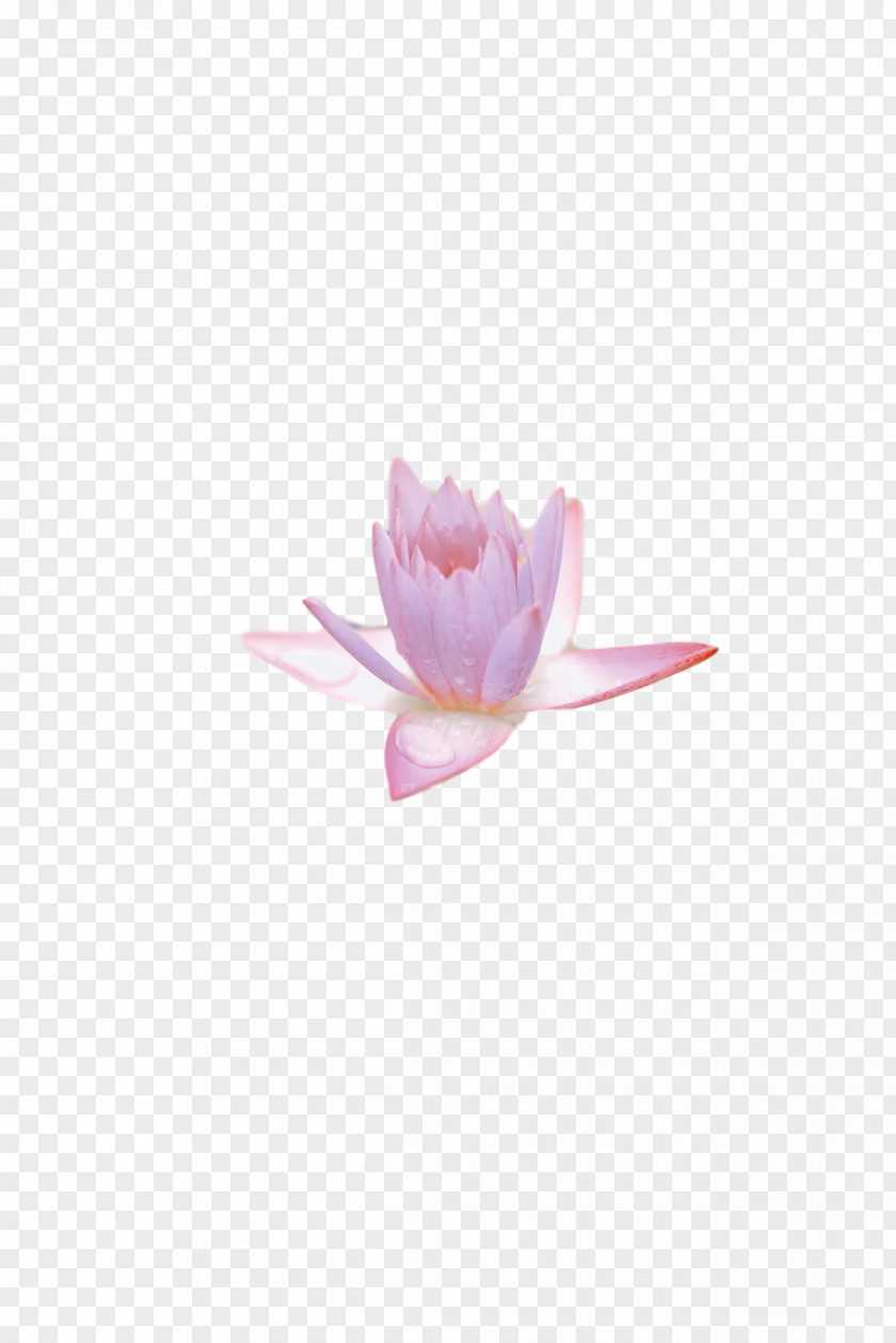 Flower Petal Lilac M Plants Seed PNG