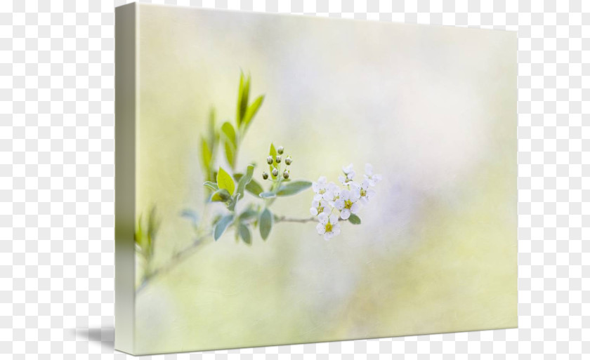 Flower Still Life Photography Watercolor Painting Floral Design Picture Frames PNG
