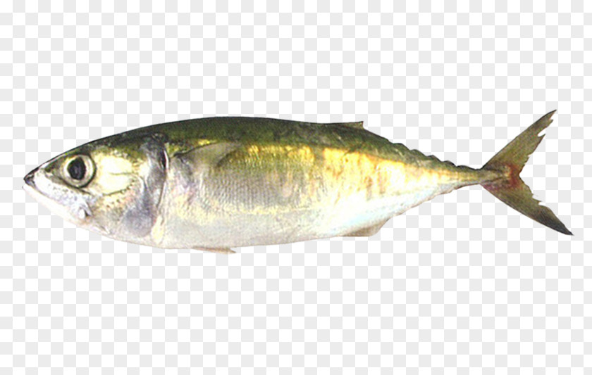 Osmeriformes Perch Fish Cartoon PNG