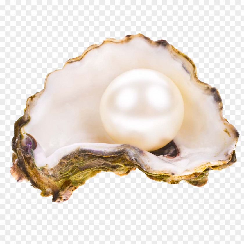 Pearl Oyster Seashell Stock Photography PNG