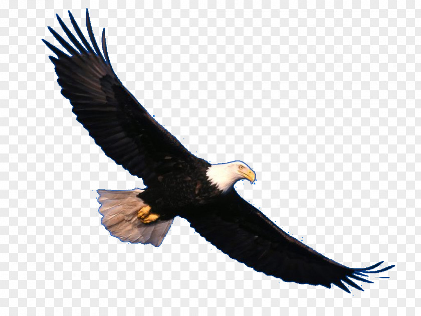 Bird Bald Eagle White-tailed PNG