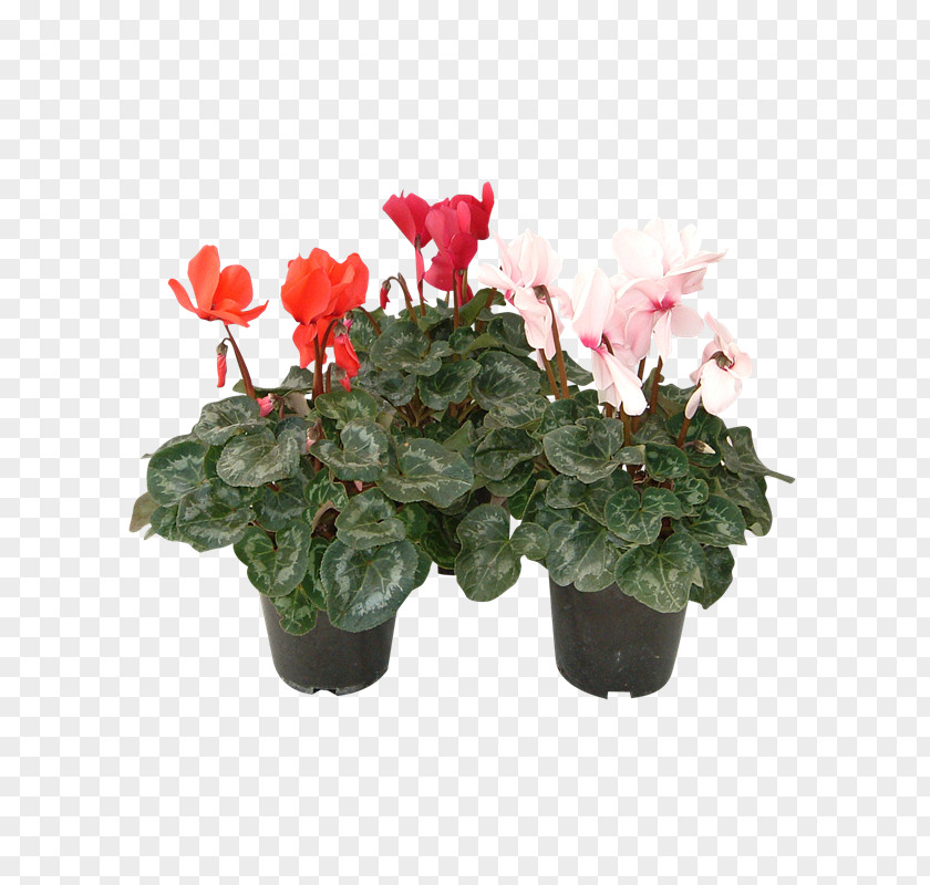 Flower Cyclamen Flowerpot Houseplant Artificial PNG