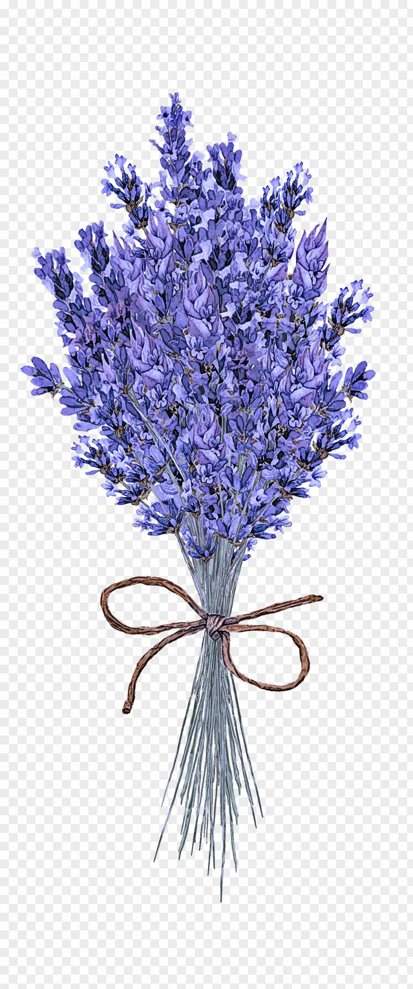 Flowering Plant Violet Lavender PNG