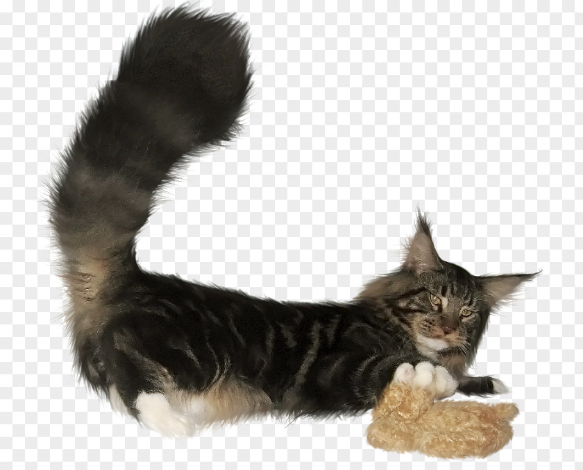Kitten Maine Coon Norwegian Forest Cat Domestic Short-haired Whiskers PNG