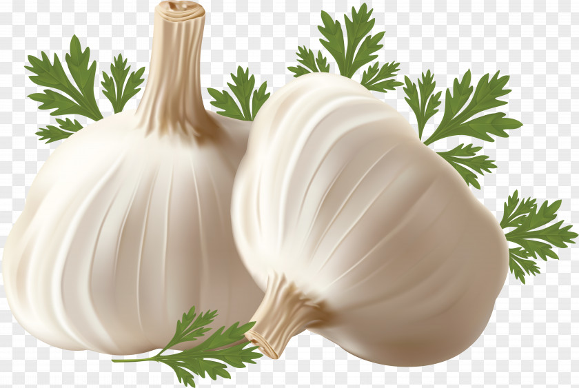 Onion Garlic Breath Clip Art PNG