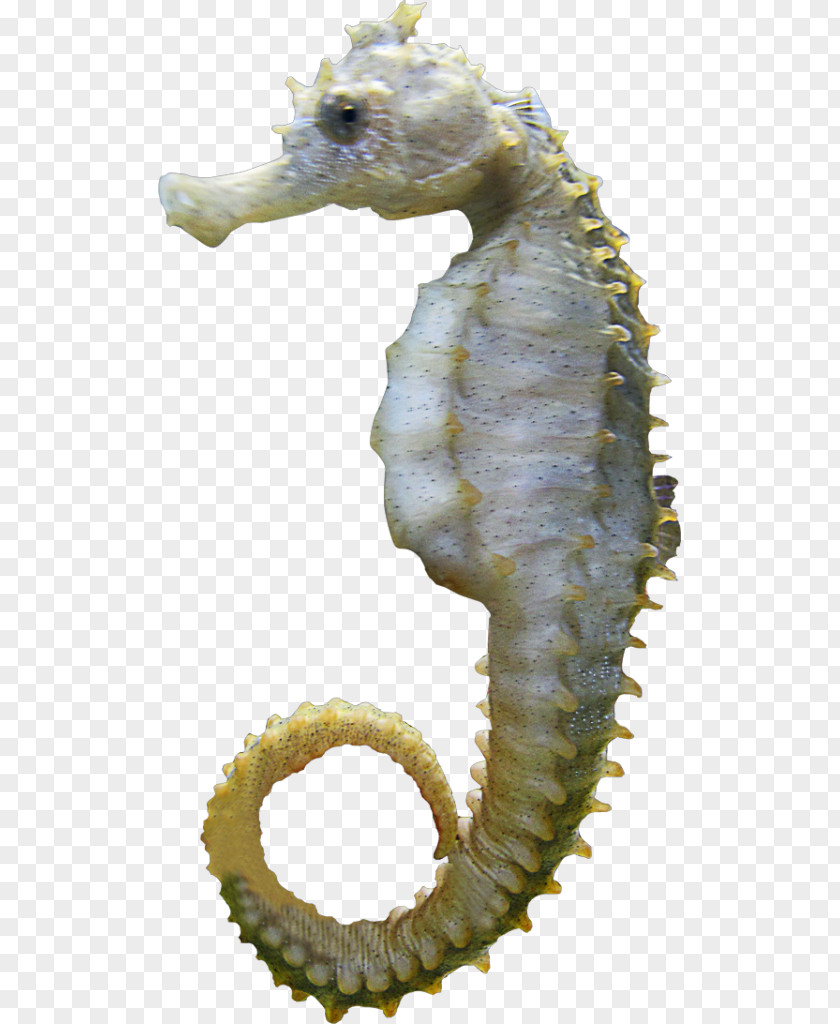 SEA VIEW Seahorse Information Clip Art PNG