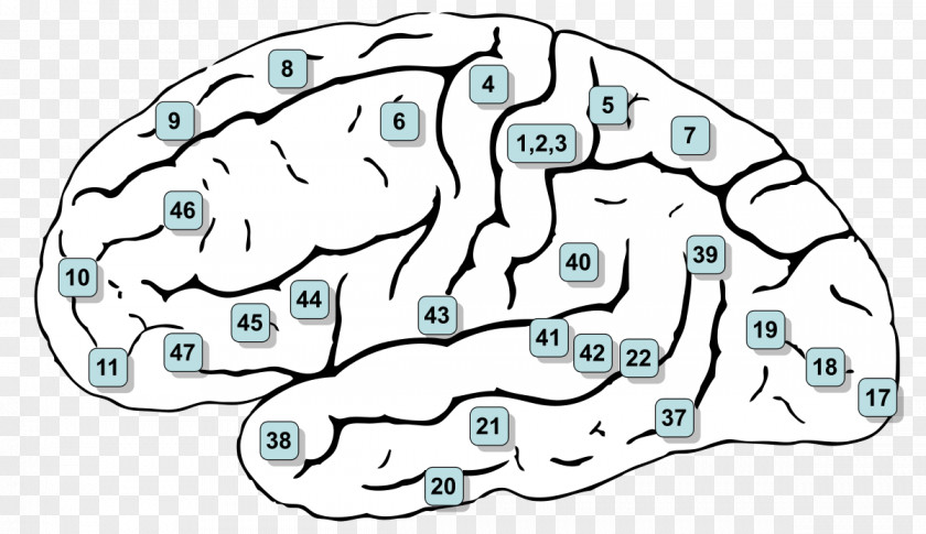 Sensory Stimulation Therapy Brodmann Area 6 Cerebral Cortex Premotor Brain PNG