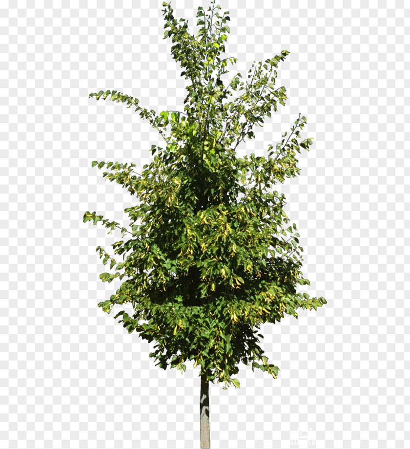 Tree Twig Wreath Shrub Stock Photography PNG