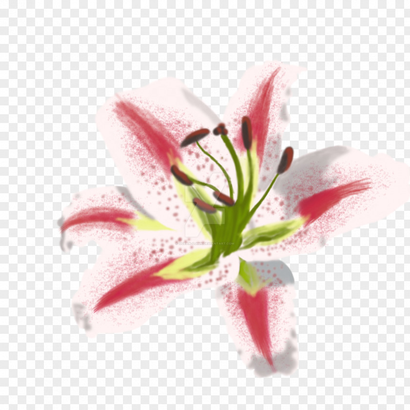 Watercolor Lilies Lilium Painting Art Flower Still Life PNG