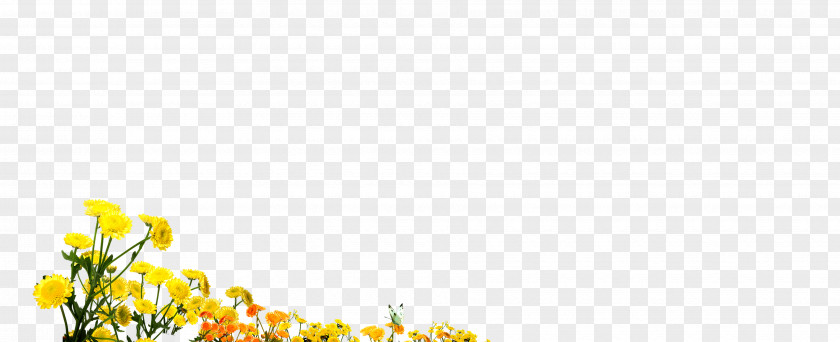 Chrysanthemum Petal Yellow Pattern PNG