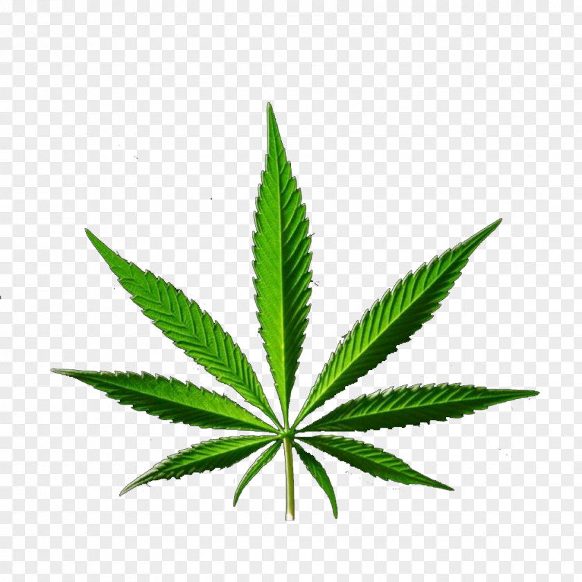 Eucalyptus Medical Cannabis Hemp PNG