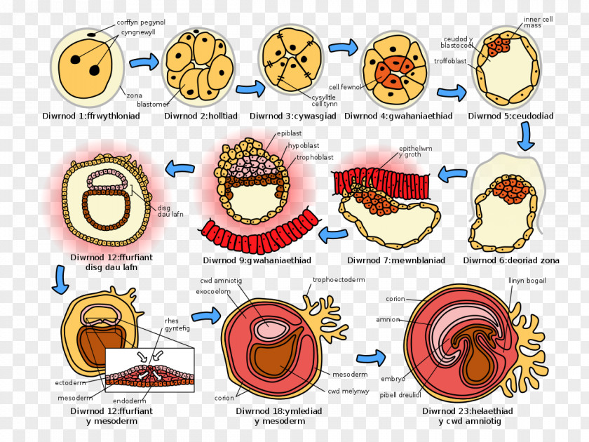 Germ Cell Human Embryogenesis Development Fertilization PNG