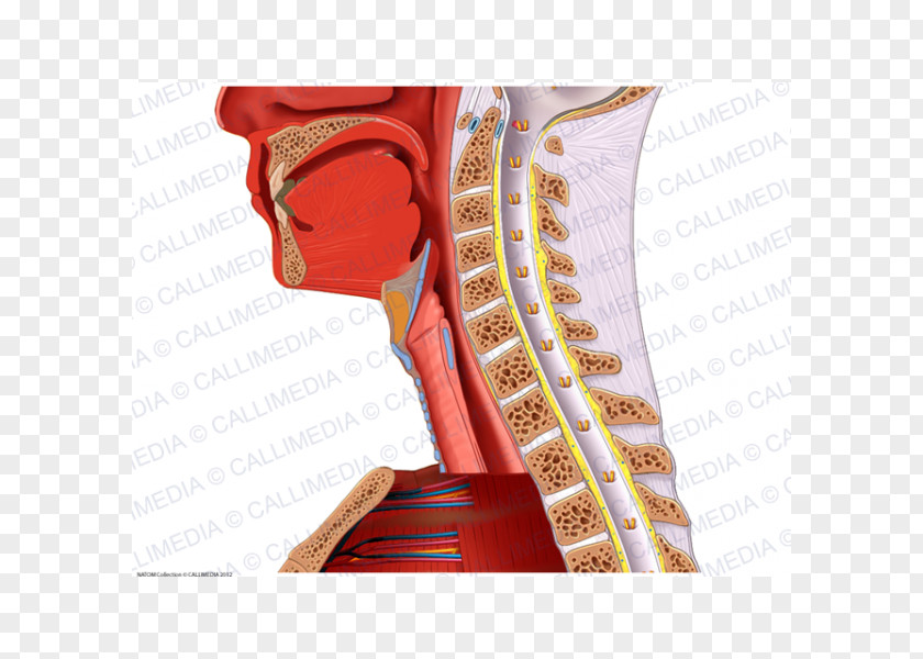 Neck Muscle Shoulder Nerve Blood Vessel Anatomy PNG