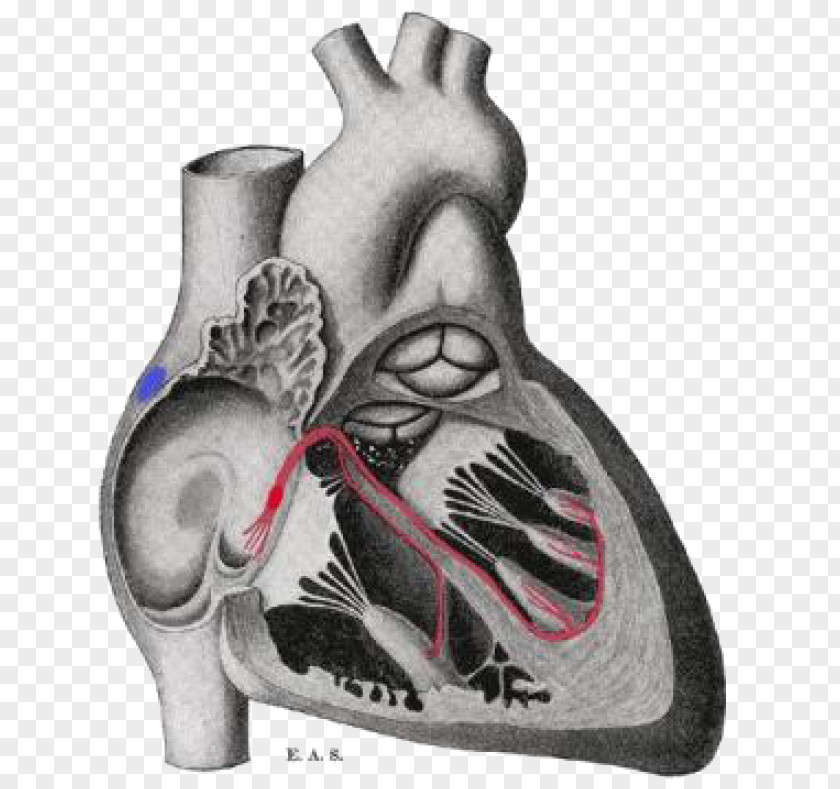 Heart Gray's Anatomy Bundle Of His Electrophysiology Sinoatrial Node PNG