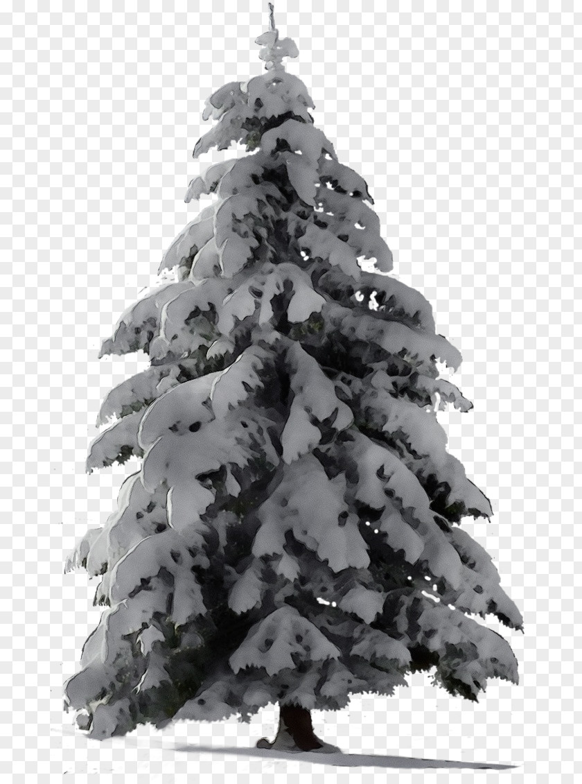 Shortleaf Black Spruce Pine Christmas Tree PNG