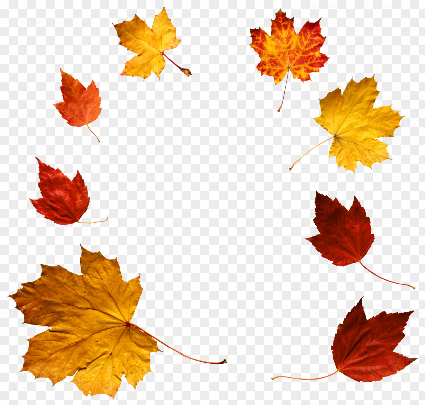 Autumn Leaf Color Clip Art PNG