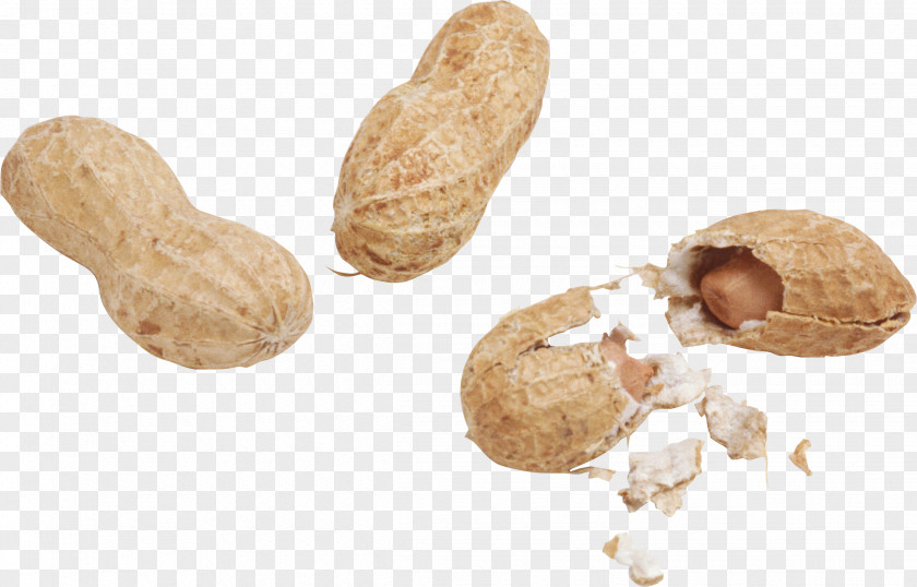 Cartoon Nuts Peanut Desktop Wallpaper Image PNG