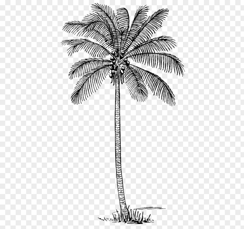 Coconut Drawing Arecaceae Clip Art PNG
