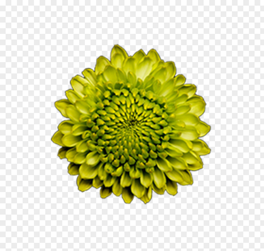 Dahlia Daisy Family Bouquet Of Flowers Drawing PNG