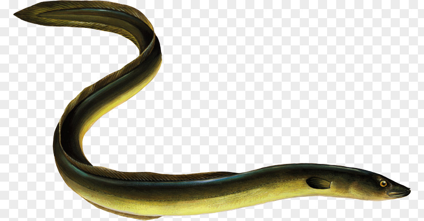 Fishing European Eel Anchovy PNG