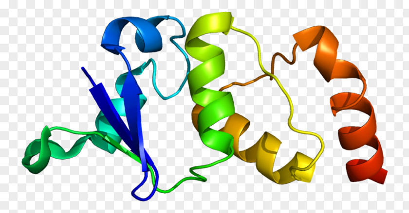 KCND2 Voltage-gated Potassium Channel Cardiac Transient Outward Current Protein Ion PNG