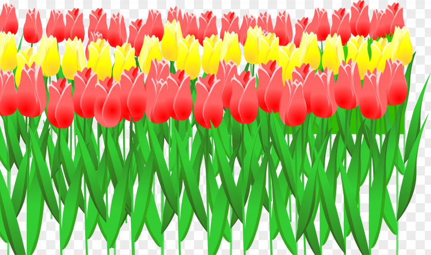 Tulip Euclidean Vector Flower PNG