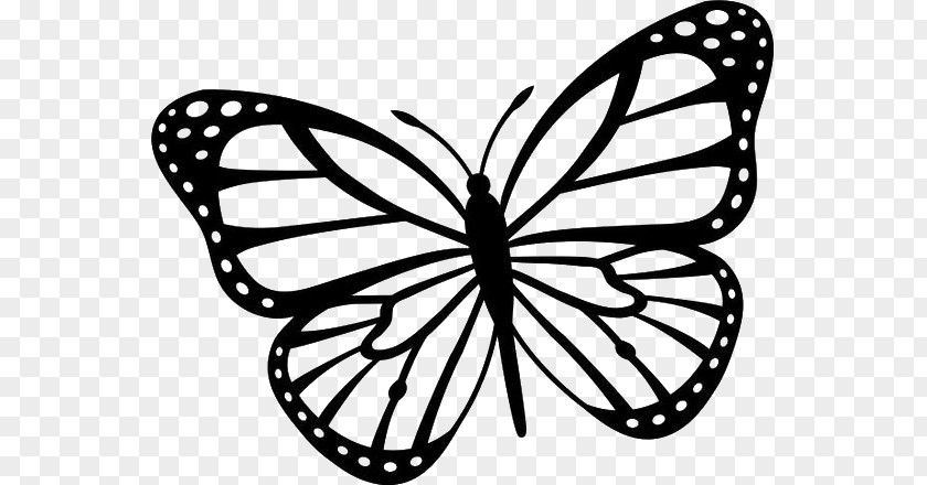 Butterfly Clip Art Black And White Drawing Image PNG
